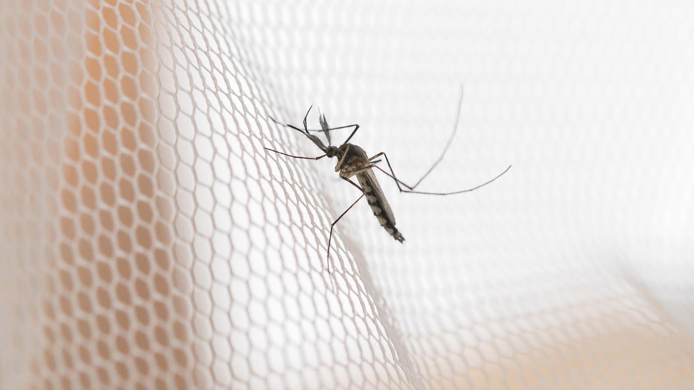 A mosquito on a net in a section about protecting against insects after a hurricane in Puerto Rico.