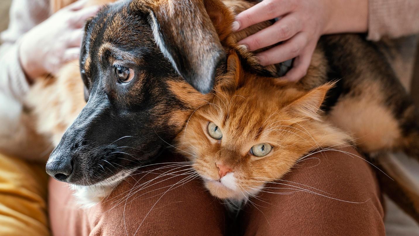 A woman holds a cat and a dog in her lap in a section about protecting pets before major storms in Puerto Rico.
