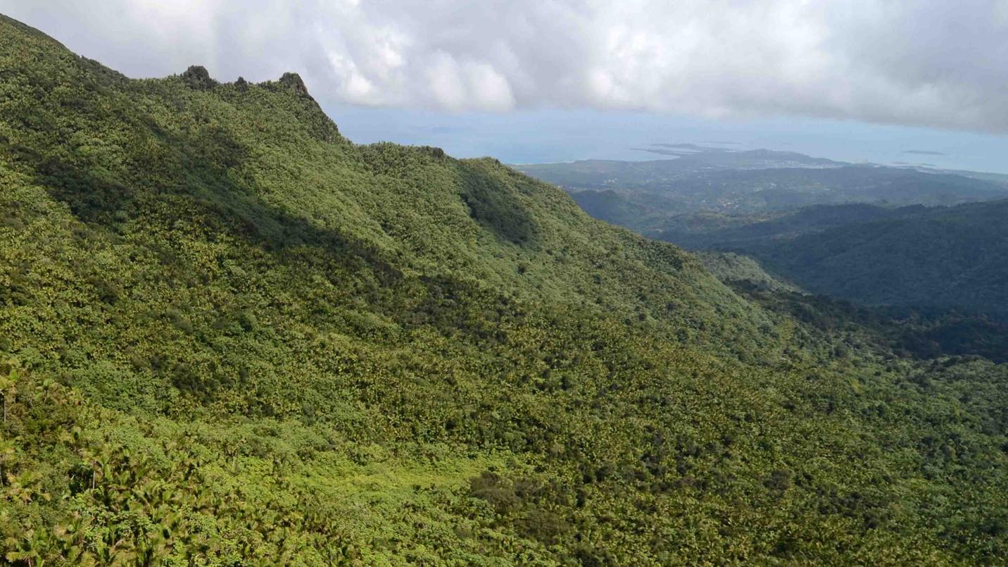 The El Yunque National Forest is home to some of the most beautiful hiking trails in the world.