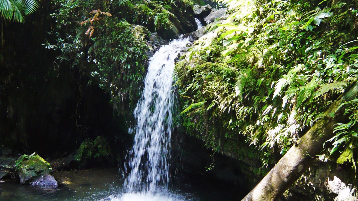 The Big Tree trail ends at the magical La Mina Falls.