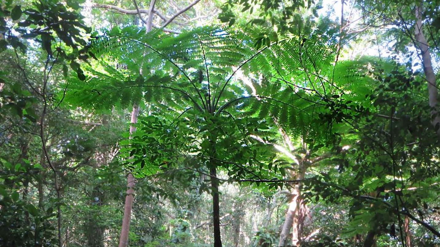 The Caimitillo trail offers a short and sweet taste of the forest’s magnificent greenery.
