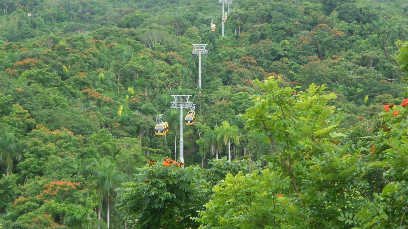 Gondolas moving above the treetops at La Marquesa Forest Park.