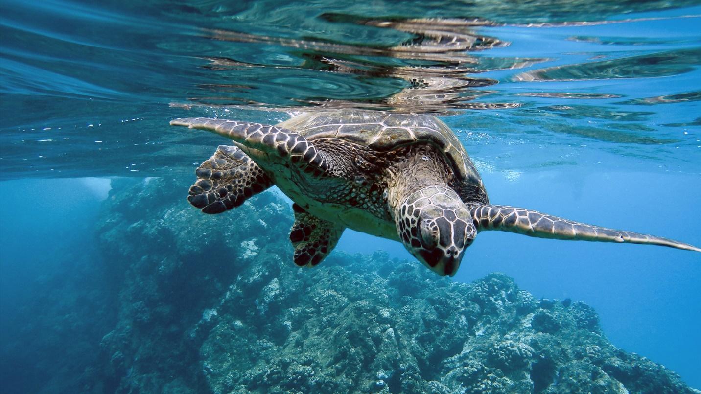 A sea turtle swims above a coral reef in a section about Tamarindo Beach on Culebra. 