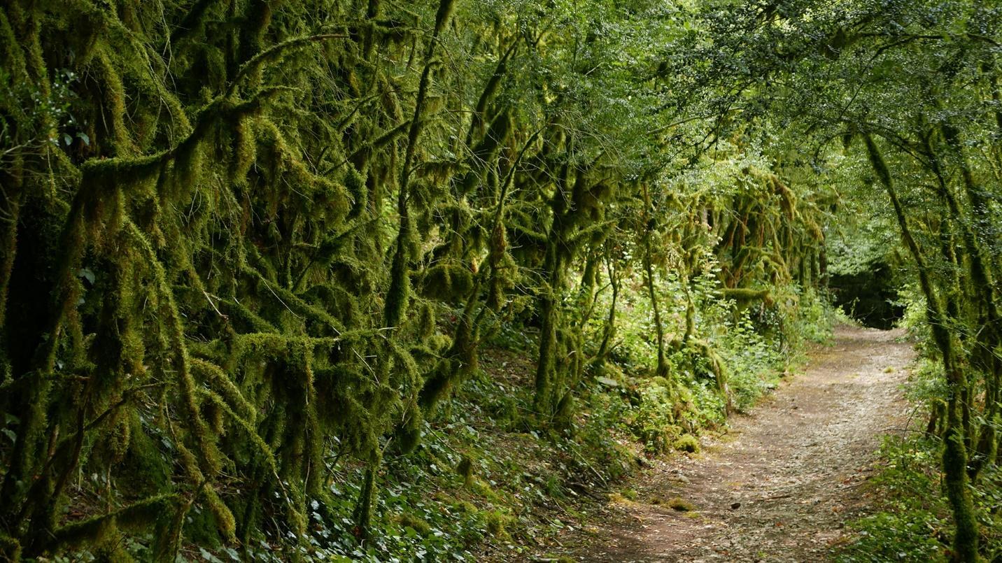 A dirt trail flanked by green vegetation in a section about the short Los Picachos Trail at El Yunque. 