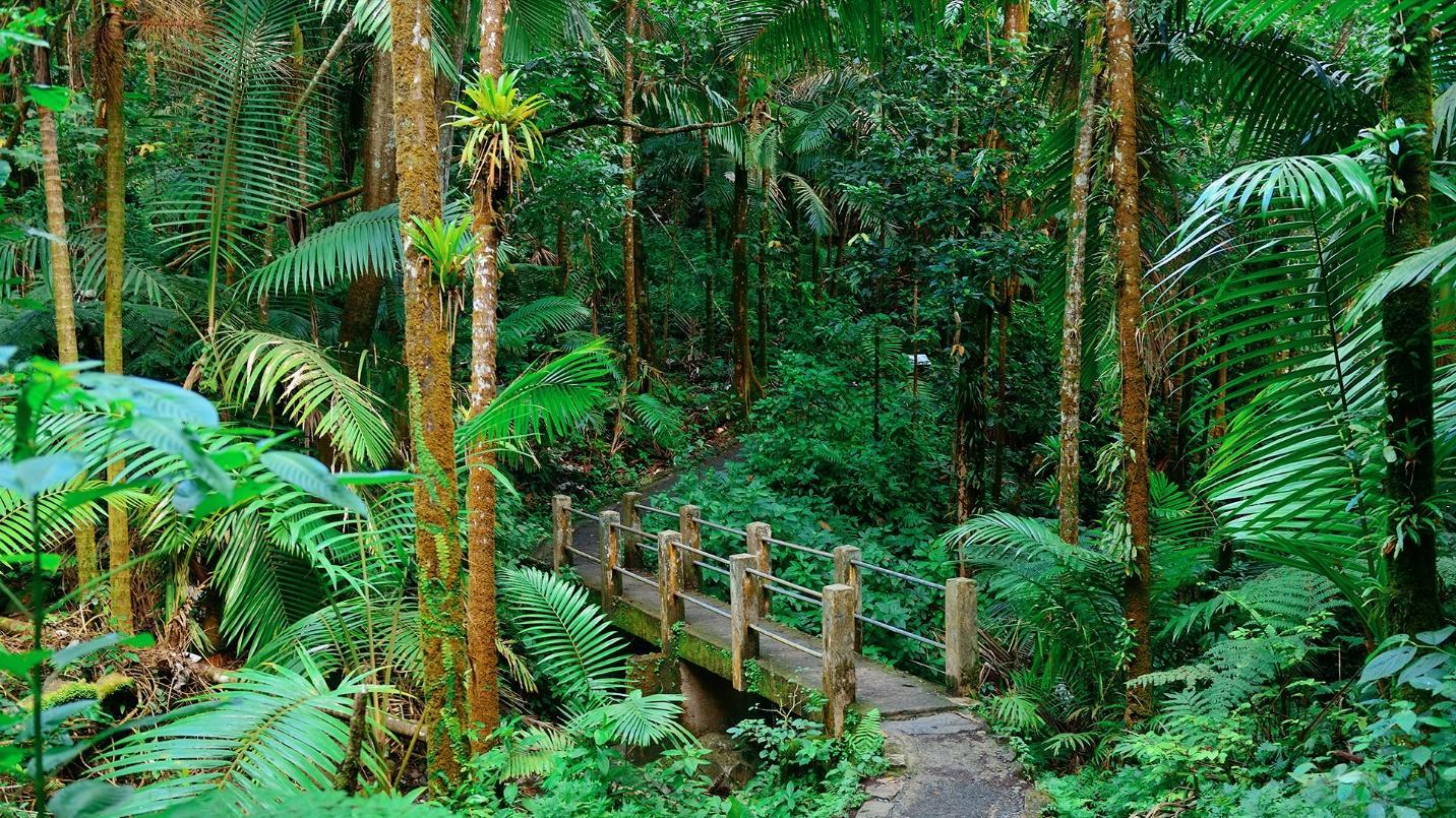 A bridge cuts through dense green foliage in a section describing the short Caimitillo Trail at El Yunque National Forest. 