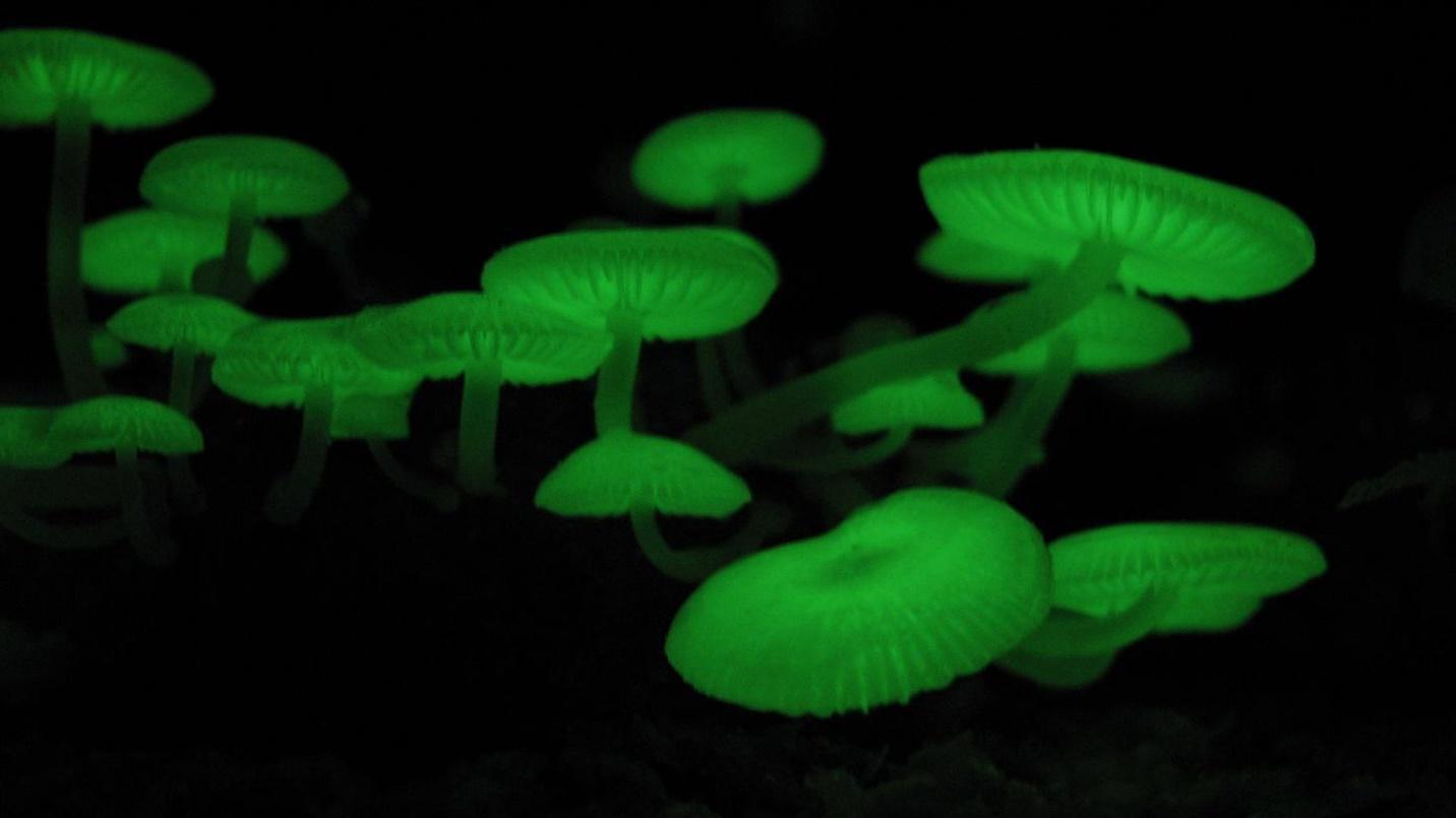 Bioluminescent mushrooms giving off a green light at night in a section describing the evening experience at El Yunque. 