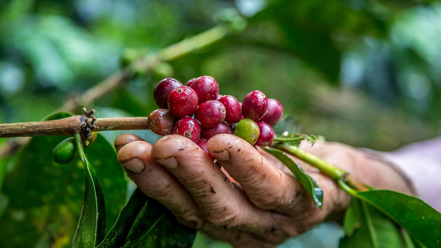 A hand harvesting ripe coffee cherries from a lush plant, representing Puerto Rico’s rich coffee-growing tradition and access to fresh, locally produced beans.